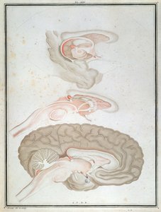 Dwarsdoorsnede van de Hersenen, uit 